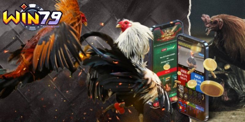 Đá Gà Win79 - Đỉnh Cao Giải Trí, Xuống Vốn Thắng Liền Tay 2 Chọn trận đấu đá gà Win79 người chơi thích