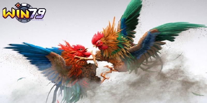 Đá Gà SV288 - Mãn Nhãn Với Những Trận Đấu Nảy Lửa Tại Win79 3 Tips chinh phục chọi kê hiệu quả