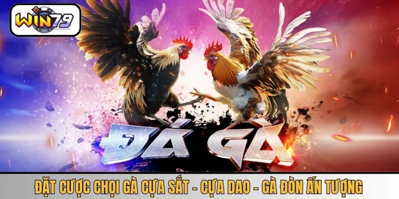 Đặt cược chọi gà cựa sắt - cựa dao - gà đòn ấn tượng